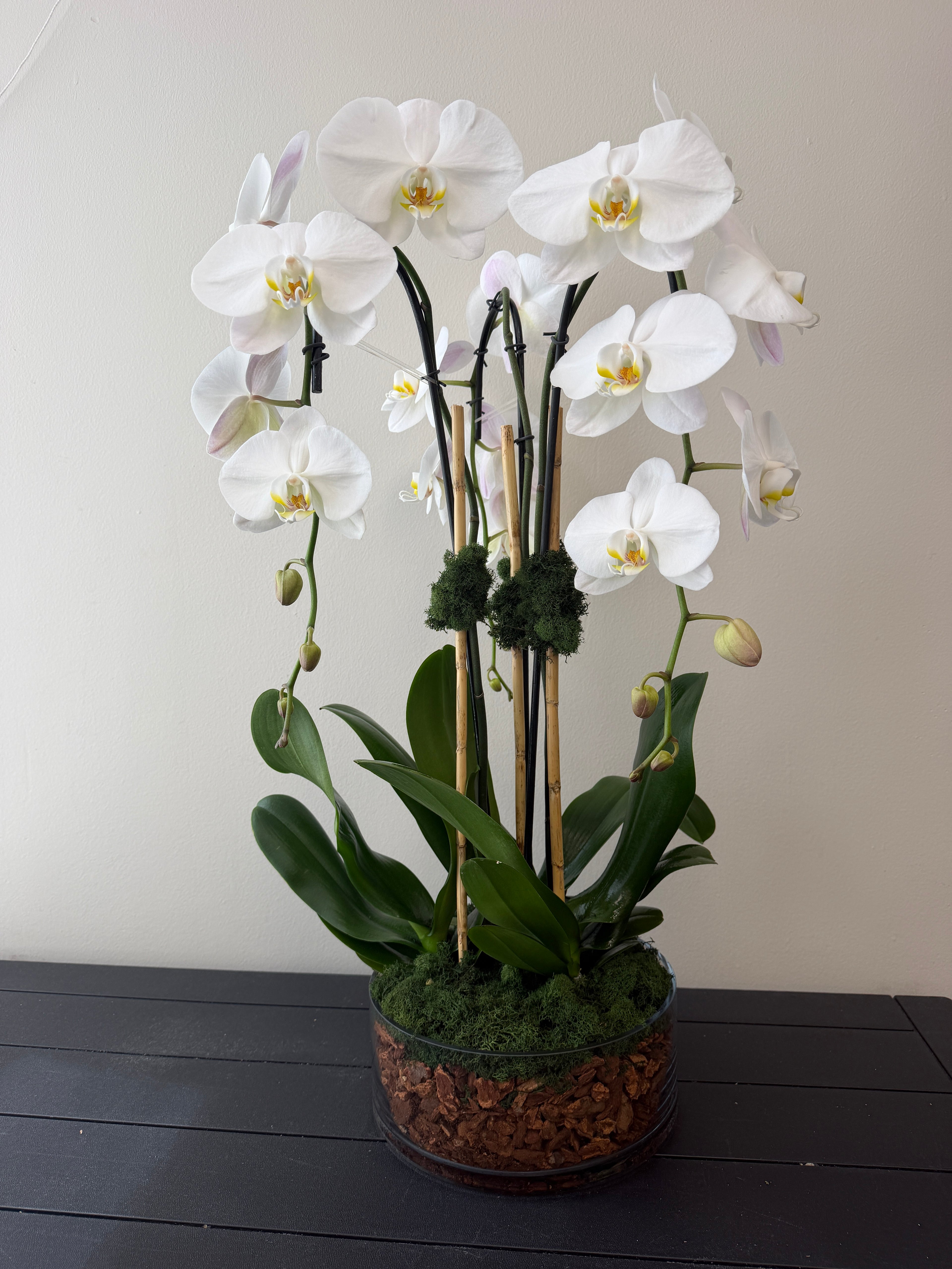 The Triple Orchid